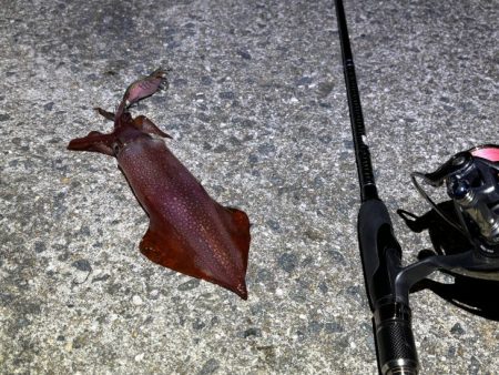 爆風の中苦手なナイトエギングで良型アオリイカゲット♪