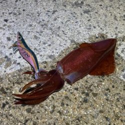 ナイトエギングでケンサキイカだけ｜ショアジギング調査はまた撃沈！