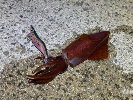 ナイトエギングでケンサキイカだけ｜ショアジギング調査はまた撃沈！