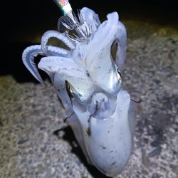 ナイトエギング