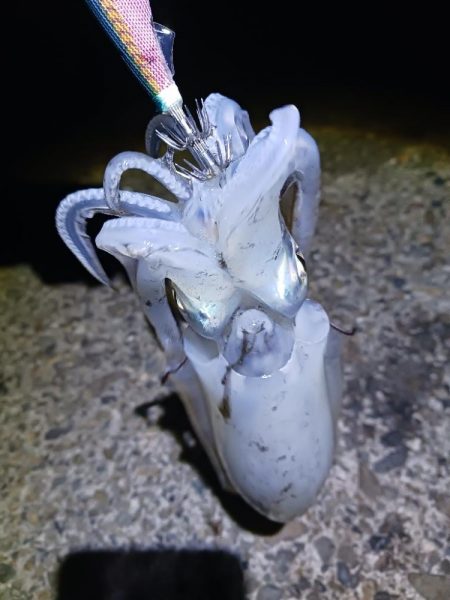 ナイトエギング