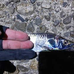 タチウオ狩り 爆釣モード