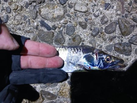 タチウオ狩り 爆釣モード