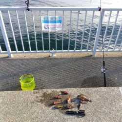 ガシラってカサゴ?