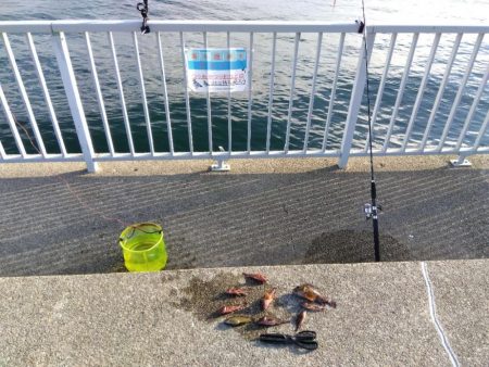 ガシラってカサゴ?