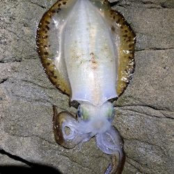 2024　4回目エギング