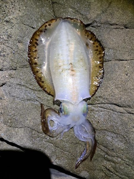 2024　4回目エギング