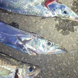 10月1週目のタチウオ