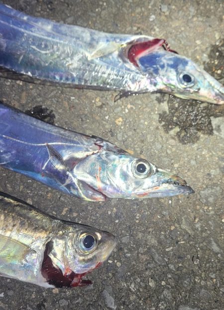 10月1週目のタチウオ