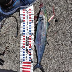 ムコイチ祭り会場は？