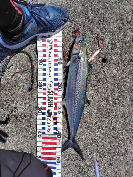 ムコイチ祭り会場は？