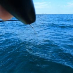 イカ釣りとタイラバ