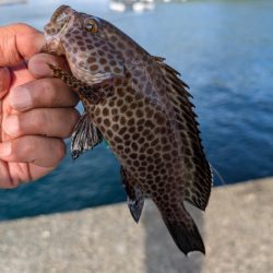陸っぱり釣行記