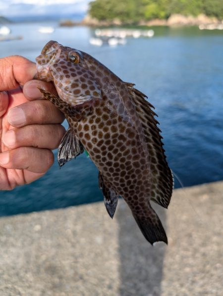 陸っぱり釣行記
