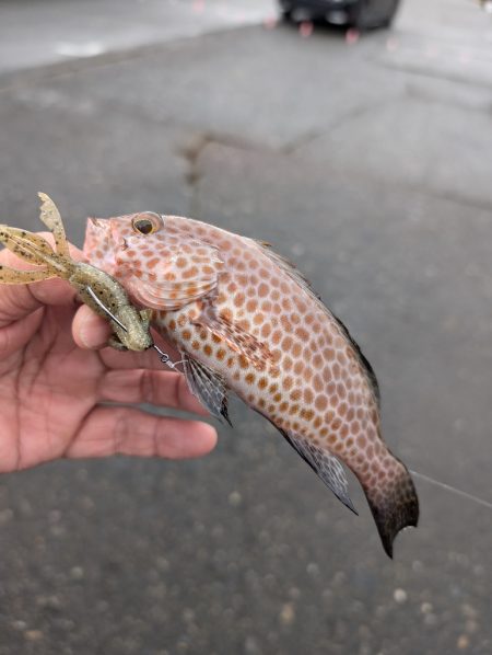 陸っぱり釣行記