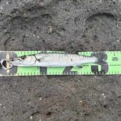 スマガツオ釣れました!