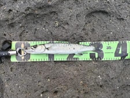 スマガツオ釣れました!