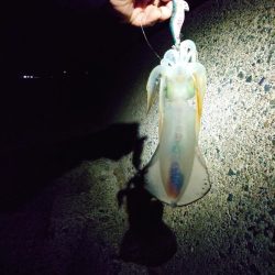 久しぶりのイカ