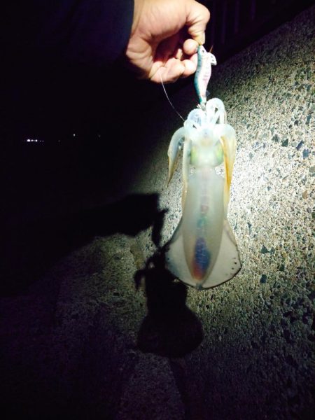 久しぶりのイカ