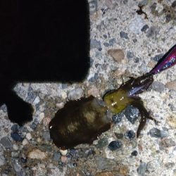 障泥1杯!尺キジハタ!