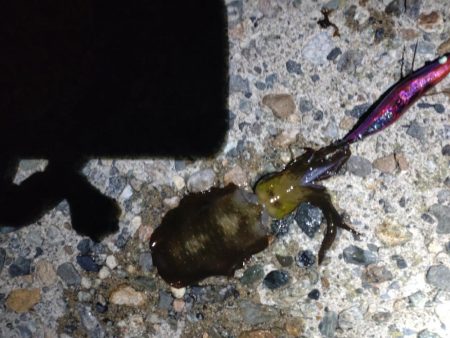 障泥1杯!尺キジハタ!