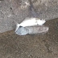 サゴシ、コウイカ、カンパチ(み)