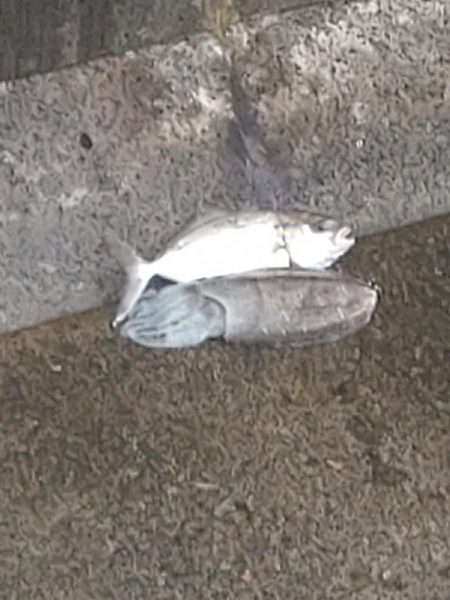 サゴシ、コウイカ、カンパチ(み)