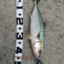 なんとかハマチ1本！