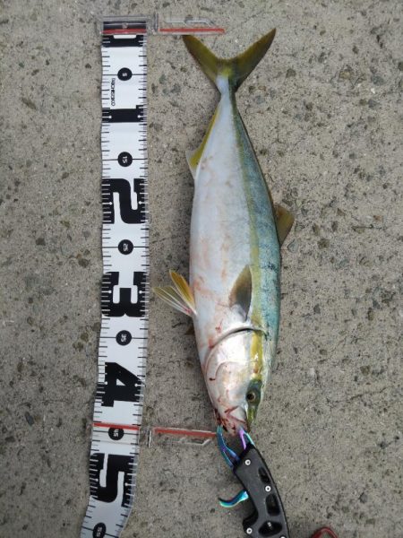 なんとかハマチ1本！