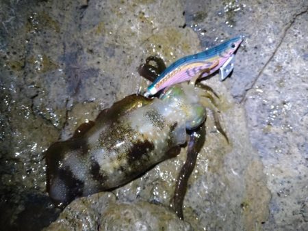 月明かりの無い大潮では