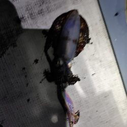 ティップランとライトジギング!