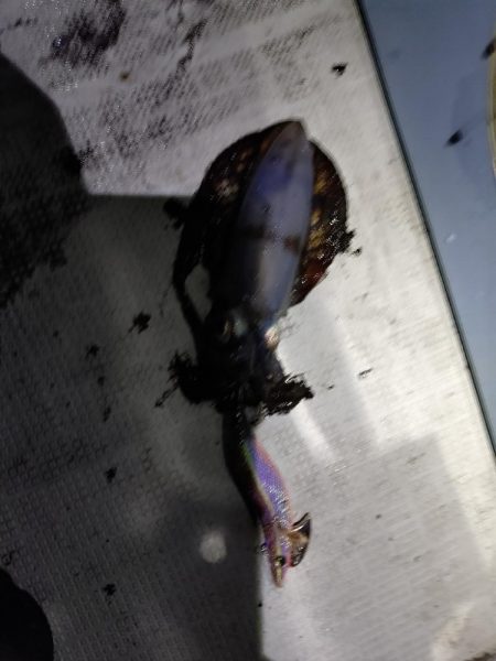 ティップランとライトジギング!