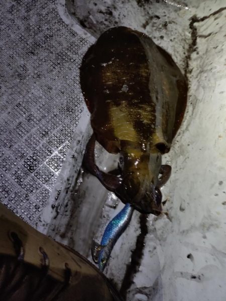 コッシー（小潮）&強風ティップラン…