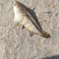 舞鶴親海公園での五目釣り