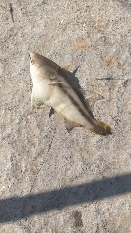 舞鶴親海公園での五目釣り