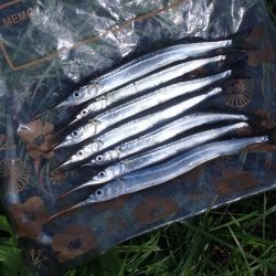 3年ぶりにサヨリ釣り