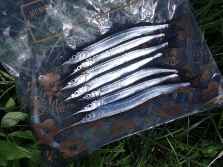 3年ぶりにサヨリ釣り