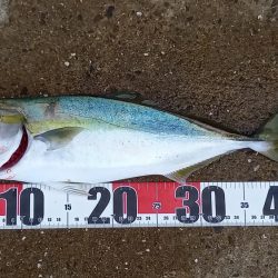 秋の青物シーズン開幕 (その3)