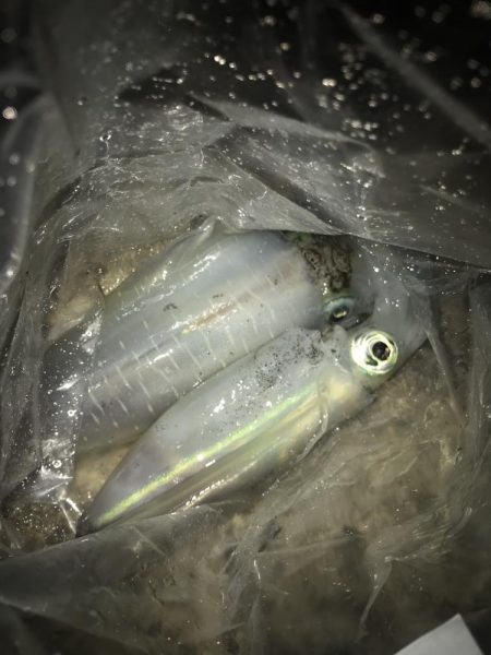 夕マズメのヤエン釣りでアオリイカ2杯GET…