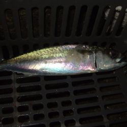 シーズン初釣行強風下のアジ