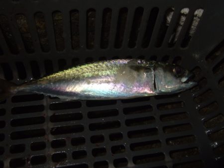 シーズン初釣行強風下のアジ