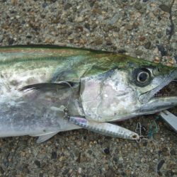 粘ってなんとか