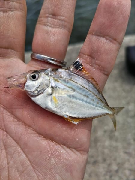 のんびりハゼ！