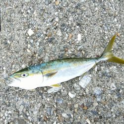 ショアジギング