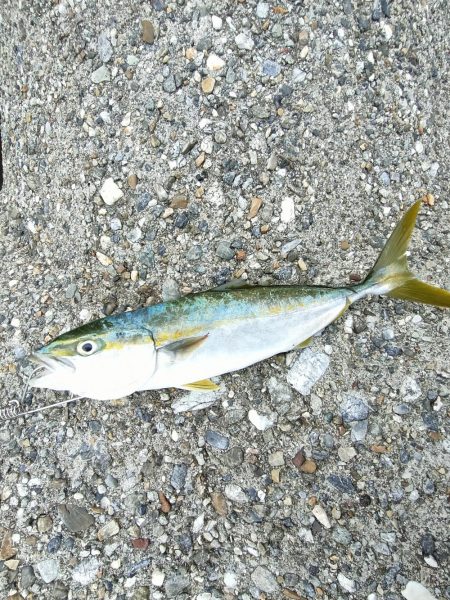 ショアジギング