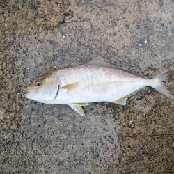 青物あがりましたー！