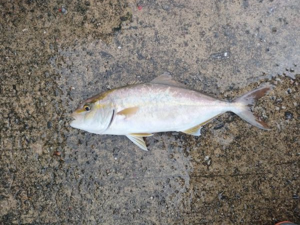 青物あがりましたー！