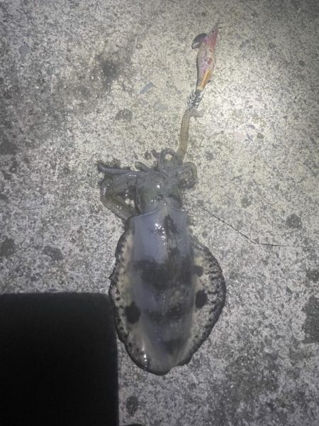 2024 佐渡ヶ島エギング 16回目【9月28日】