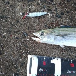 武庫川一文字でサゴシ