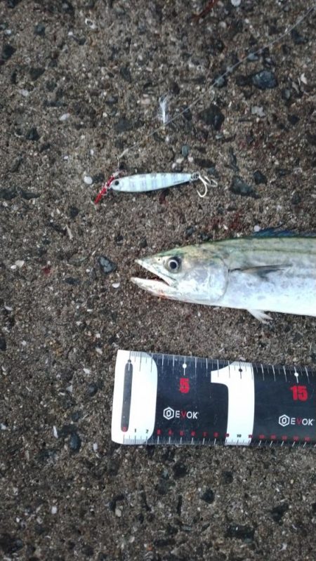 武庫川一文字でサゴシ